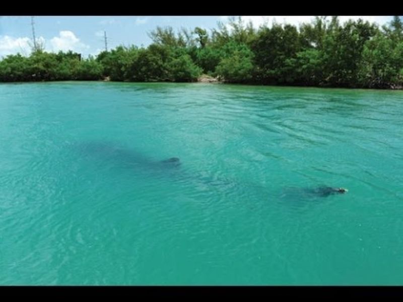 9ft Shark Eaten by Unknown Creature