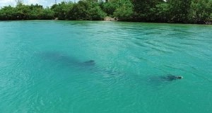 9ft Shark Eaten by Unknown Creature