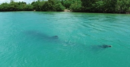 9ft Shark Eaten by Unknown Creature