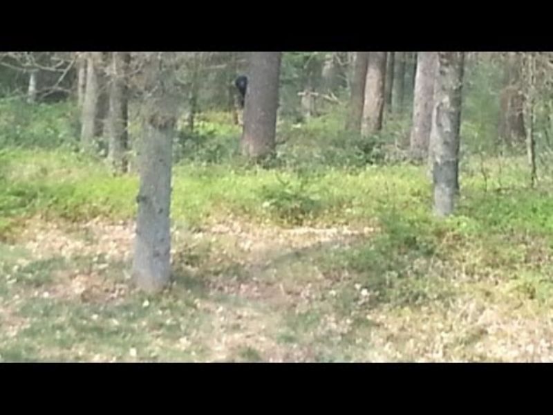 Dutch Forest Creature Hides Behind Tree