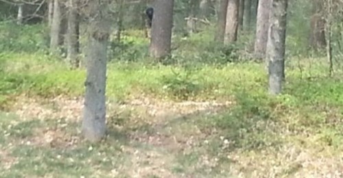 Dutch Forest Creature Hides Behind Tree