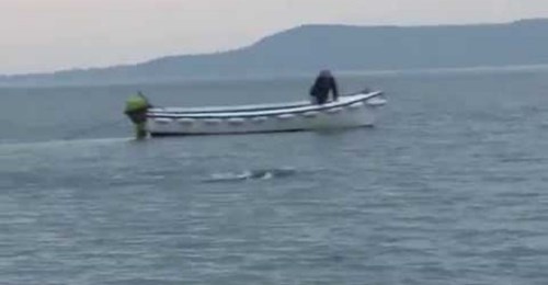 Irish Sea Monster in Lough Foyle