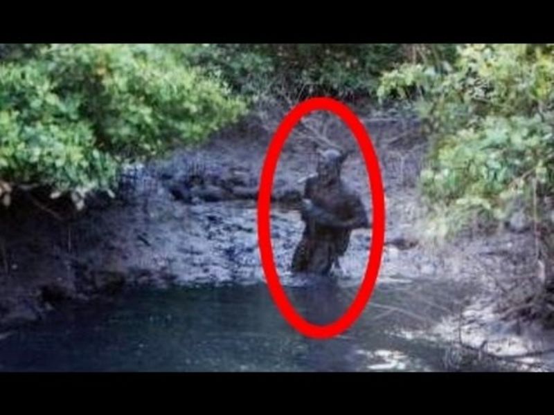 Odd-looking Creature in Brazil