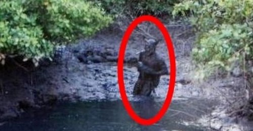 Odd-looking Creature in Brazil