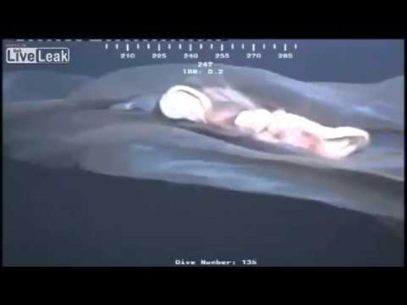 Oil Rig Cam Sea Monster