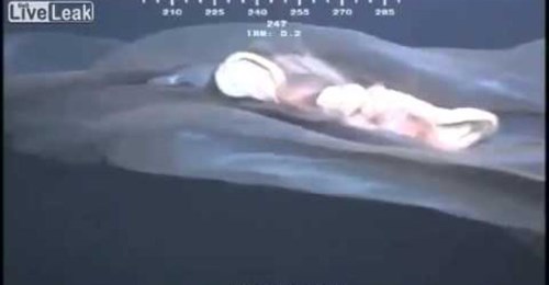 Oil Rig Cam Sea Monster