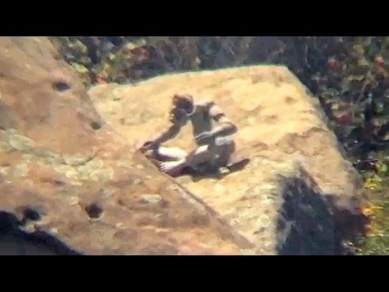 Unidentified Creature on Rock
