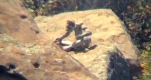 Unidentified Creature on Rock