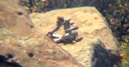 Unidentified Creature on Rock