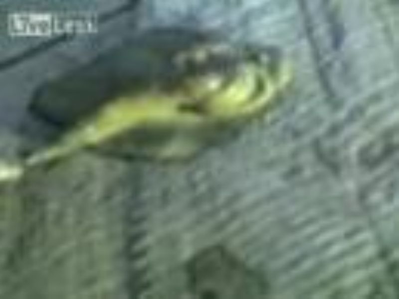 Unidentified Russian Creature from Lake