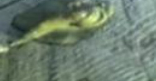 Unidentified Russian Creature from Lake
