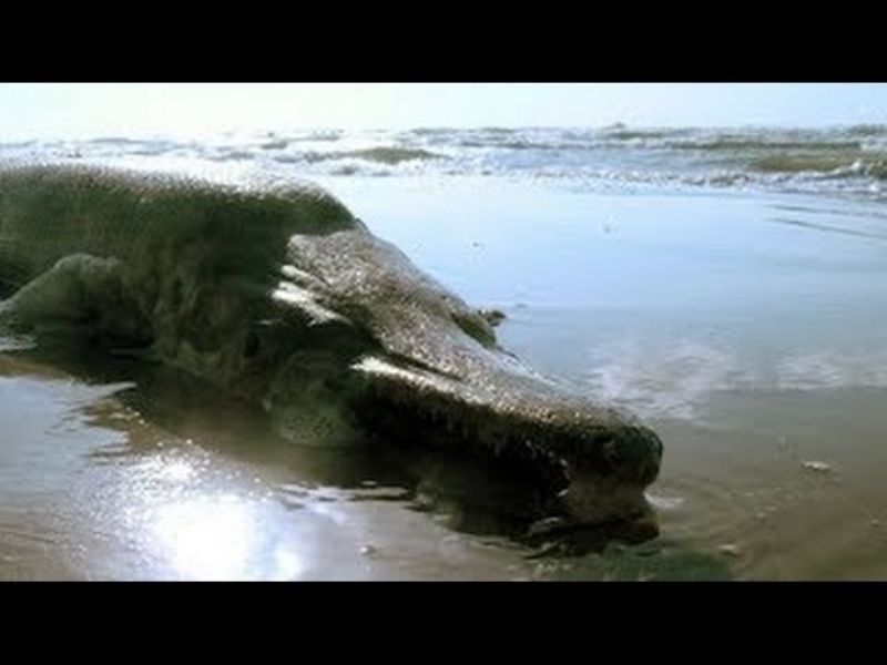 Unknown Sea Monster in Florida