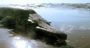 Unknown Sea Monster in Florida