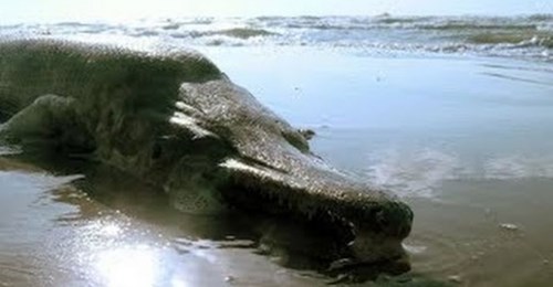 Unknown Sea Monster in Florida