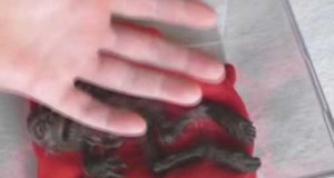 Unsolved Creature found in Woods