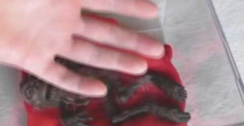 Unsolved Creature found in Woods